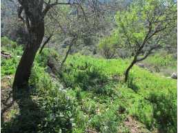 306 sqm investment land in marmaris sogut , contain an old house in